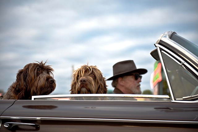 Viajando con mascotas