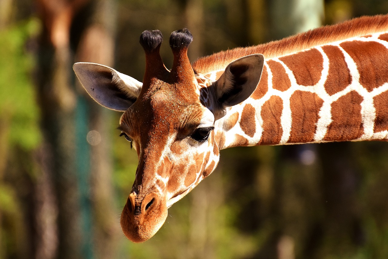 Los 5 mejores zoológicos de América Latina